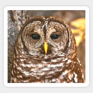 Barred Owl Sticker